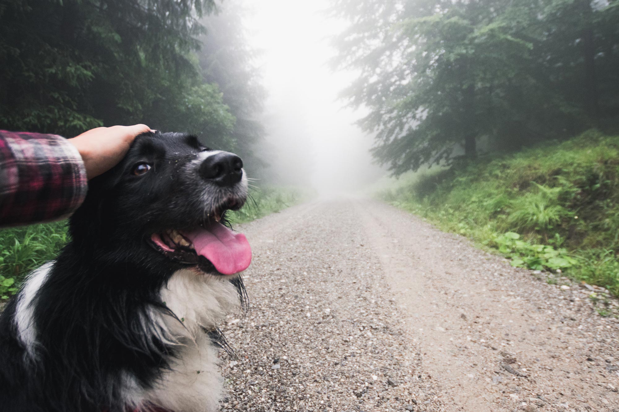 Hund i skogen