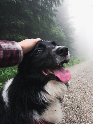 Hund i skogen